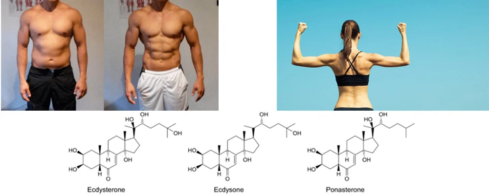 ecdysterone 70%